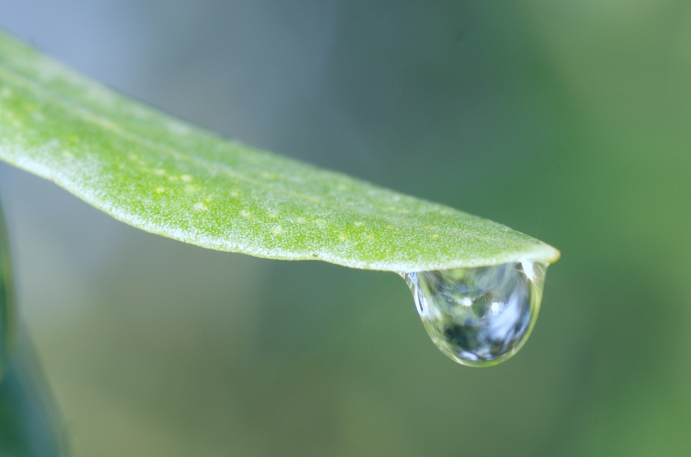 Watering and fertilizing olive tree in winter: How it works