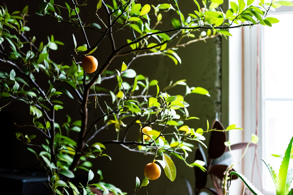 Properly water and fertilize lemon tree in winter