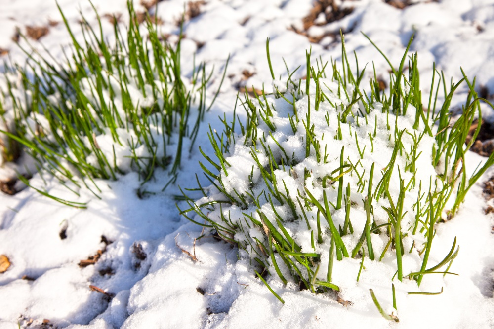 Garden herbs: How to winter them properly!
