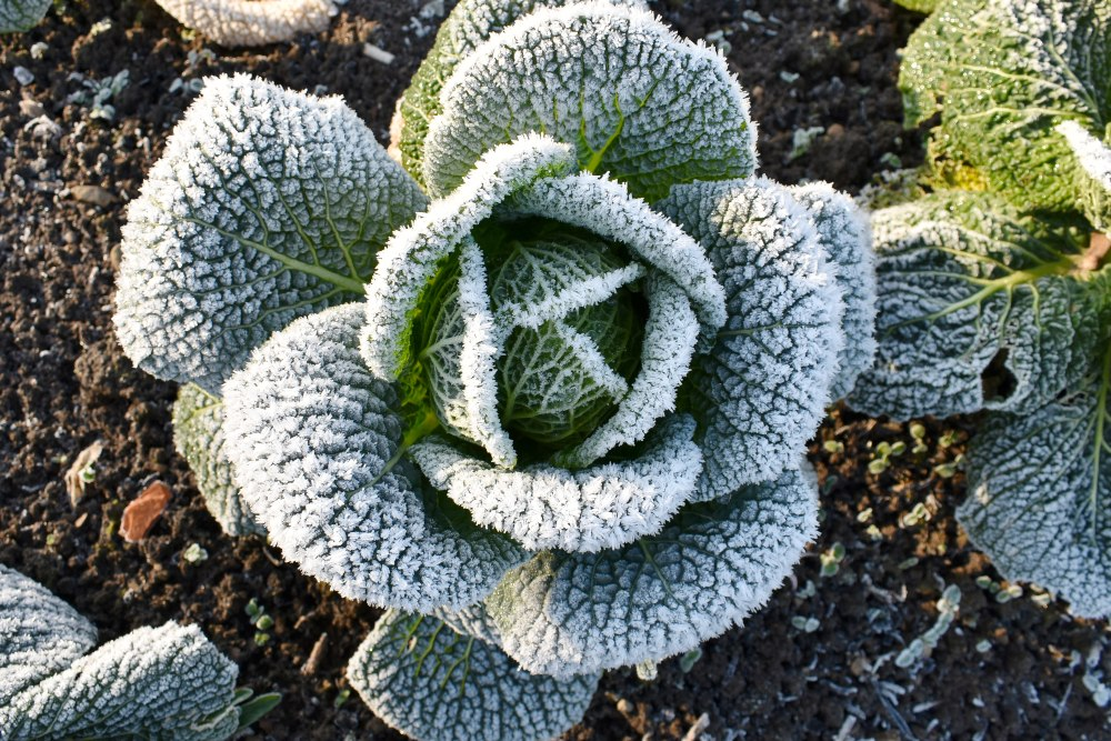 Winterize the vegetable patch