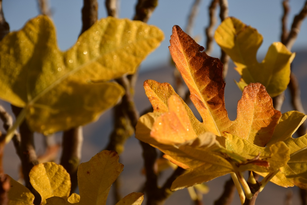 Fig, kiwi: how to get them ready for winter outside