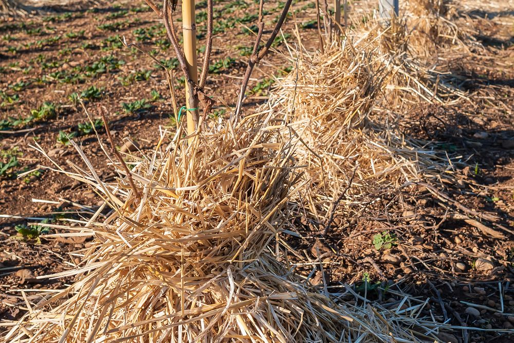 Fig, kiwi: how to get them ready for winter outside