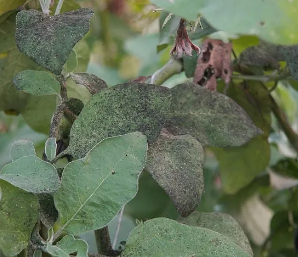 Black Spots on the Leaves of Plants: Find Out What It Is