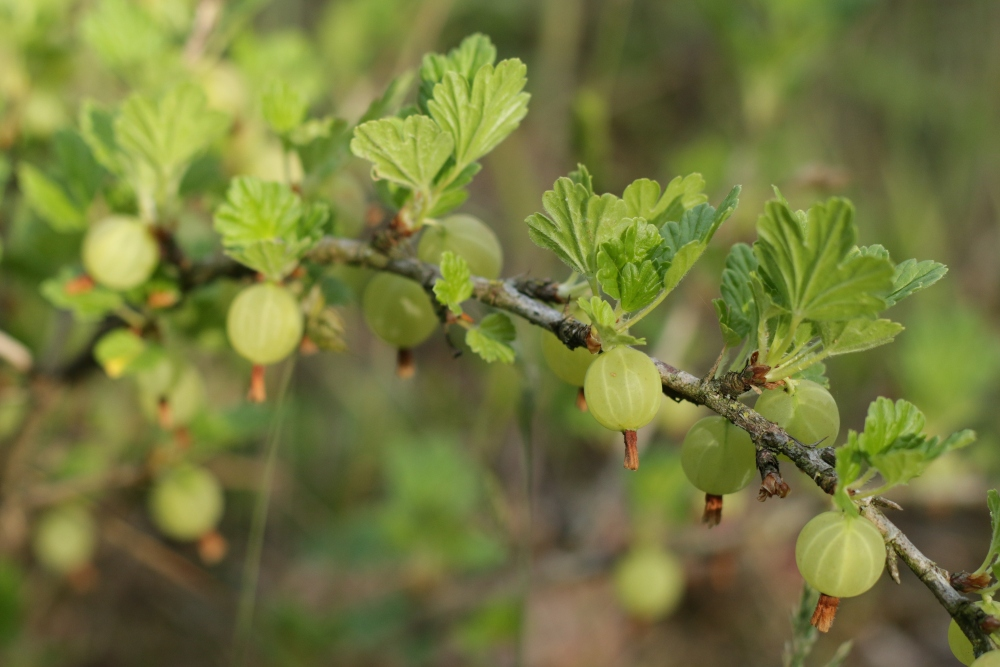 Allow fruits and vegetables to ripen: This is how it works!