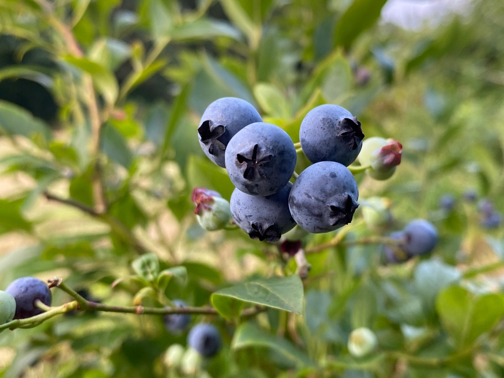 berry-bushes-properly-plant-and-cut-blueberry-raspberry-bushes