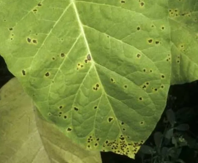 Black Spots on the Leaves of Plants: Find Out What It Is