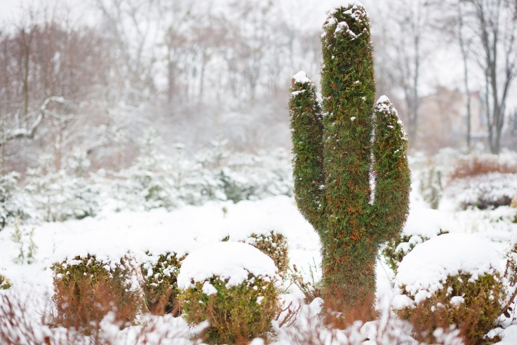 How can the columnar cactus survive the winter?