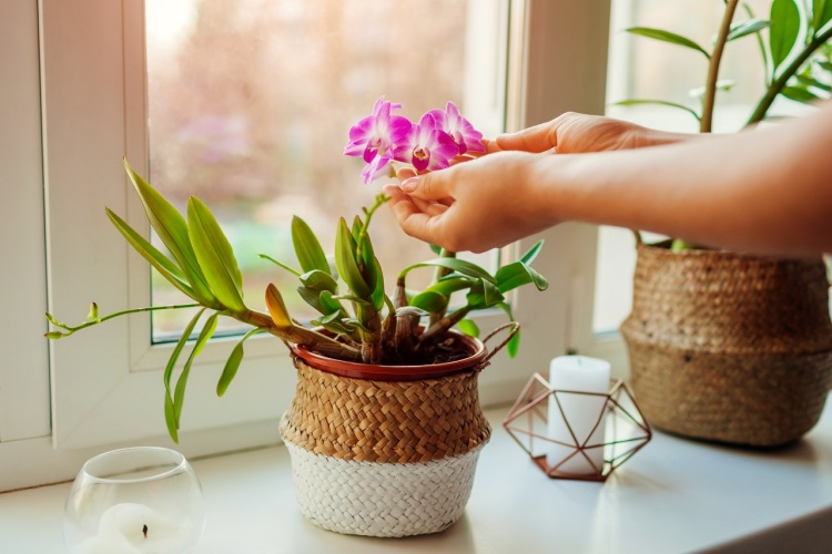 5 common mistakes in the care of orchids