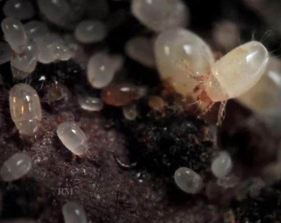 White bugs in the soil: Should they be eliminated?