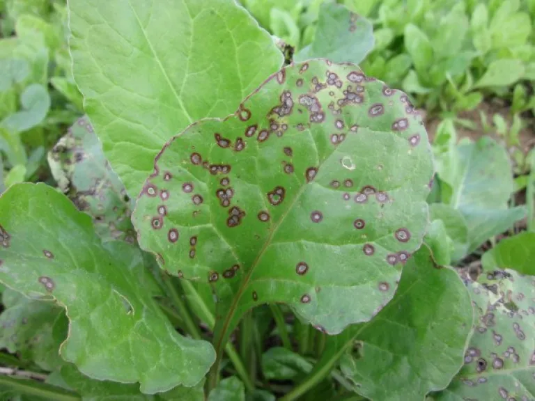 Black Spots on the Leaves of Plants: Find Out What It Is