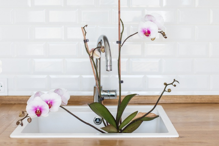 5 common mistakes in the care of orchids