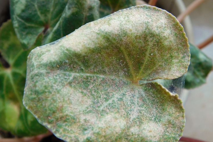 Natural home remedies against spider mites