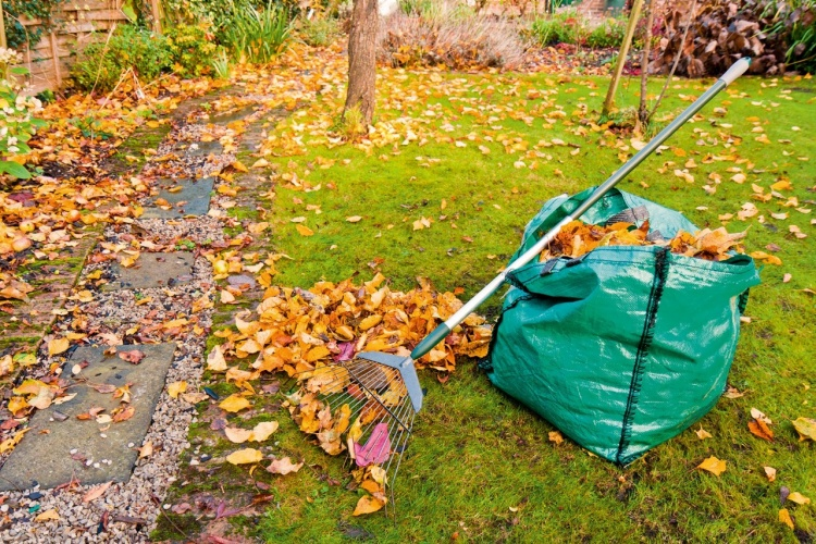 Why Autumn Leaves Are Unbeatable as Mulch
