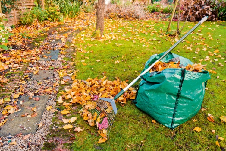 Why Autumn Leaves Are The Best Mulch