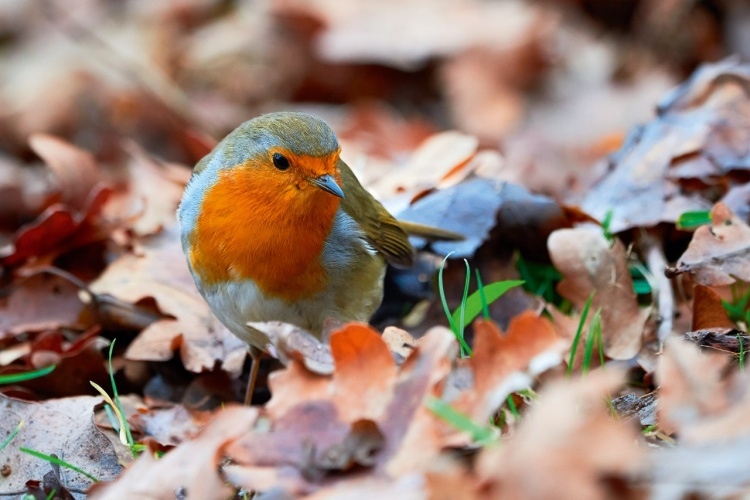 Why Autumn Leaves Are The Best Mulch