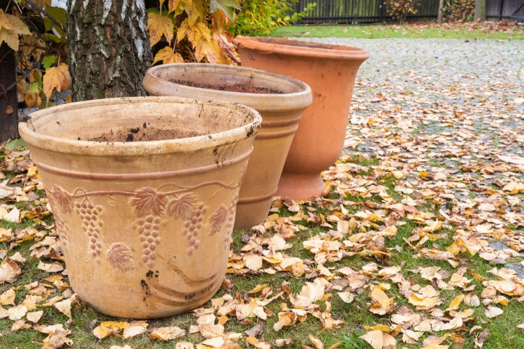 Do not leave clay pots outdoors in winter
