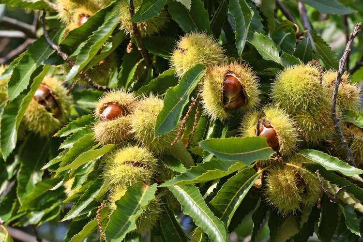 Can I plant a horse chestnut tree in my garden?