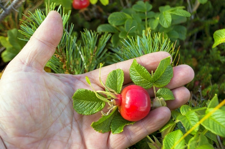 The rose with the largest rose hips