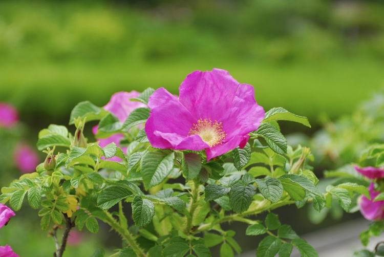 The rose with the largest rose hips