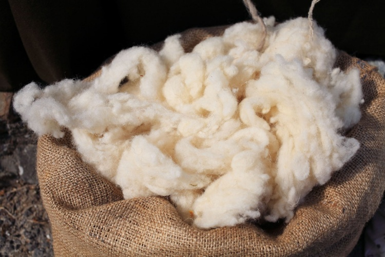 Fertilizing with sheep wool