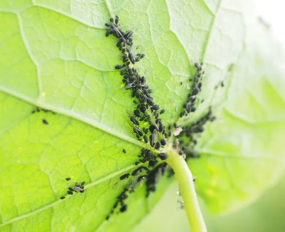 Black Spots on the Leaves of Plants: Find Out What It Is