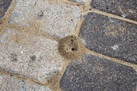 Ants on the path and terrace: relocate instead of fighting them