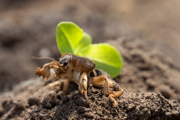 How harmful are mole crickets really?