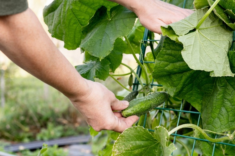 Why do my grown cucumbers taste bitter?