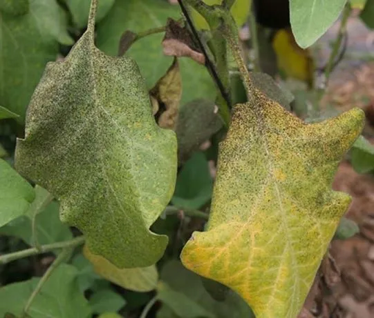 Black Spots on the Leaves of Plants: Find Out What It Is