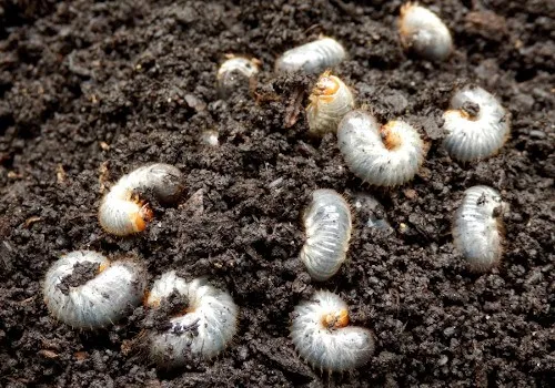 White bugs in the soil: Should they be eliminated?