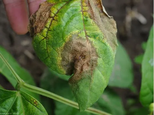 Brown spots on plant leaves: How to remove?