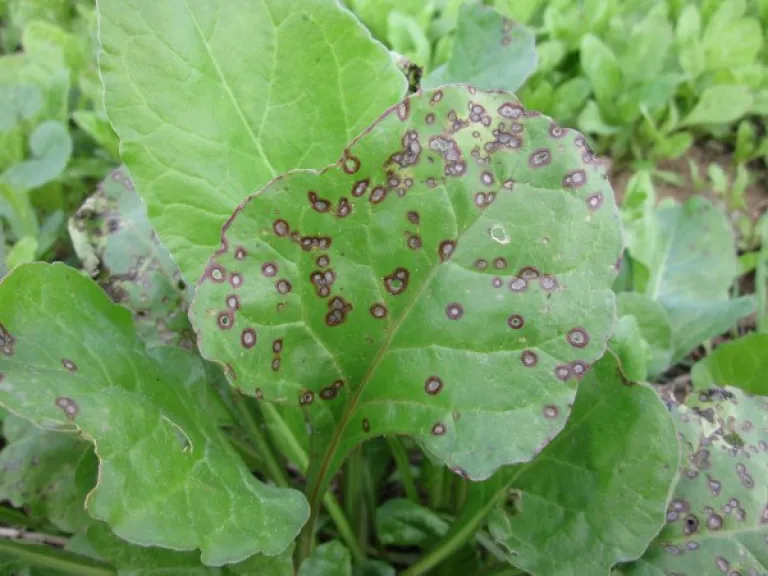 Brown spots on plant leaves: How to remove?