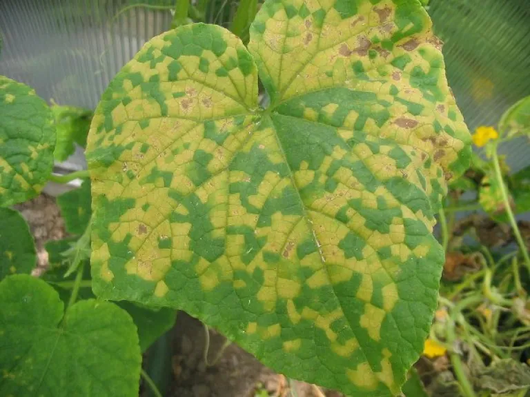 Brown spots on plant leaves: How to remove?
