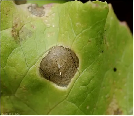 Brown spots on plant leaves: How to remove?