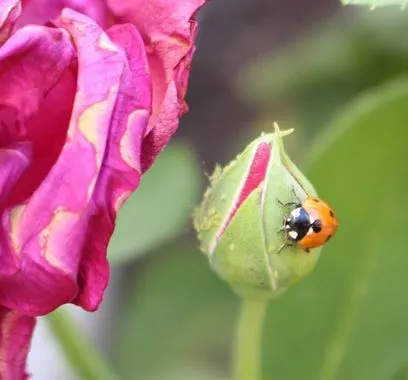 How to Raise Ladybugs at Home (Catarinas) step by step