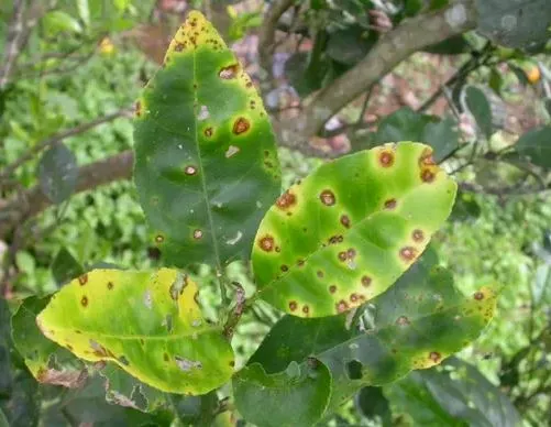 Lemon tree diseases: yellow leaves, brown spots
