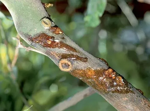 Lemon tree diseases: yellow leaves, brown spots