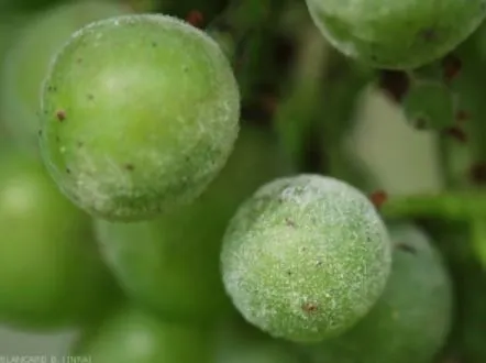 Powdery mildew on cucumber, pumpkin How to fight it?