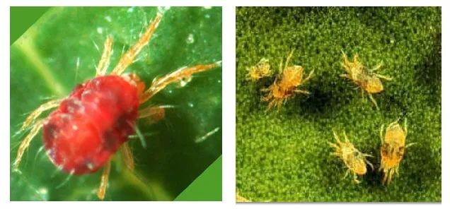 Red spider mite on plants: How to eliminate with home remedies