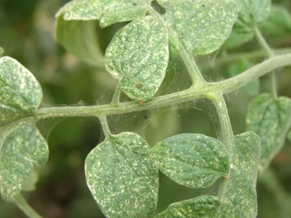Red spider mite on plants: How to eliminate with home remedies