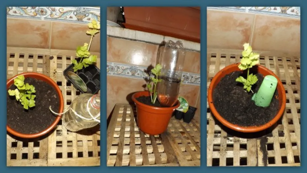 Vacation watering: 3 simple systems for watering plants
