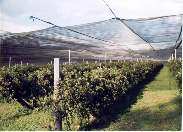 Shading: How to protect the garden from the sun: Shade Nets and other solutions