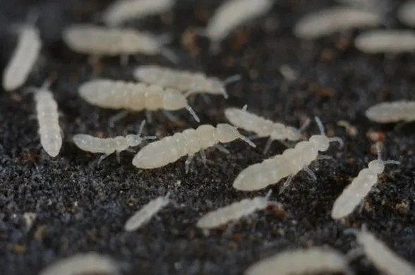 White bugs in the soil: Should they be eliminated?