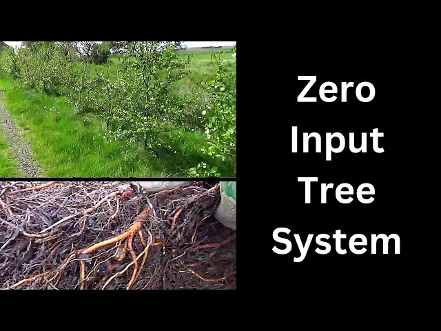 How to get faster tree growth in wind breaks and shelterbelts