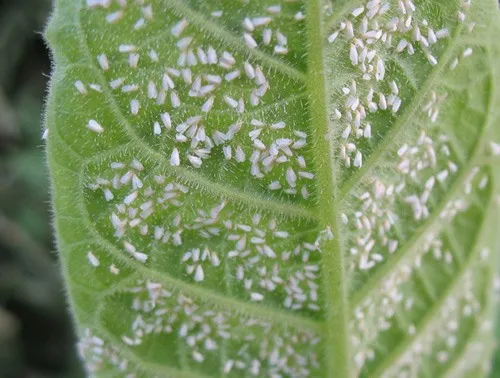 White bugs on plants: What are they and how to eliminate them?