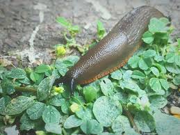 How Slugs Can Help Revitalize Your Compost