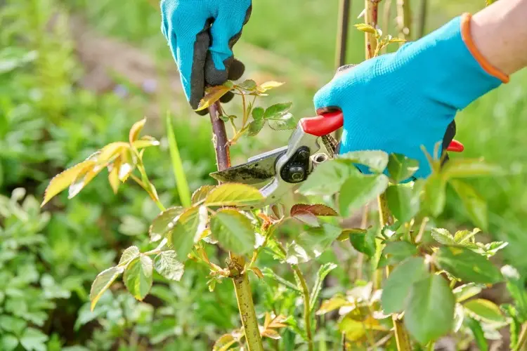 Why Its Important to Disinfect Garden Shears After Use