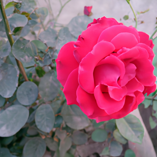 Gardening: Discovering the True Rose Color