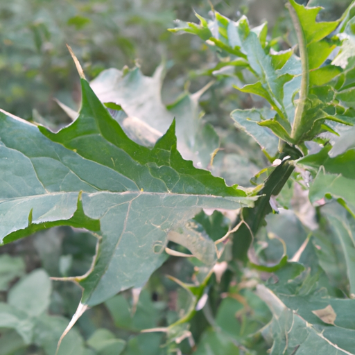Gardening: Identifying the Most Harmful Plant in the World