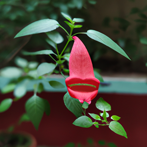 Gardening Tip: Plant Hot Lips for a Blooming Garden!